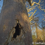 Baobab at Ifaty, Gerhard Hübner