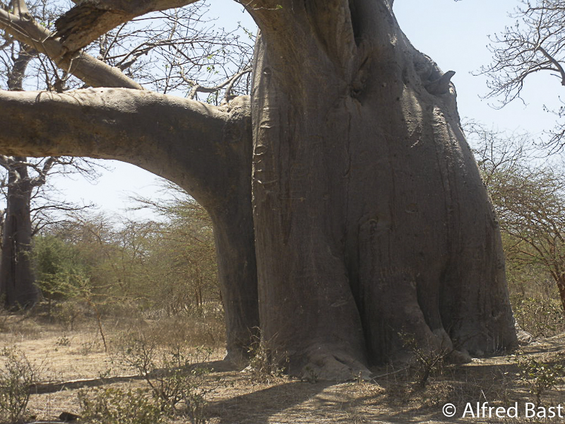Baobab_Senegal