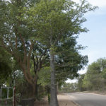 Baobab, Skukuza, Kruger NP, South Africa