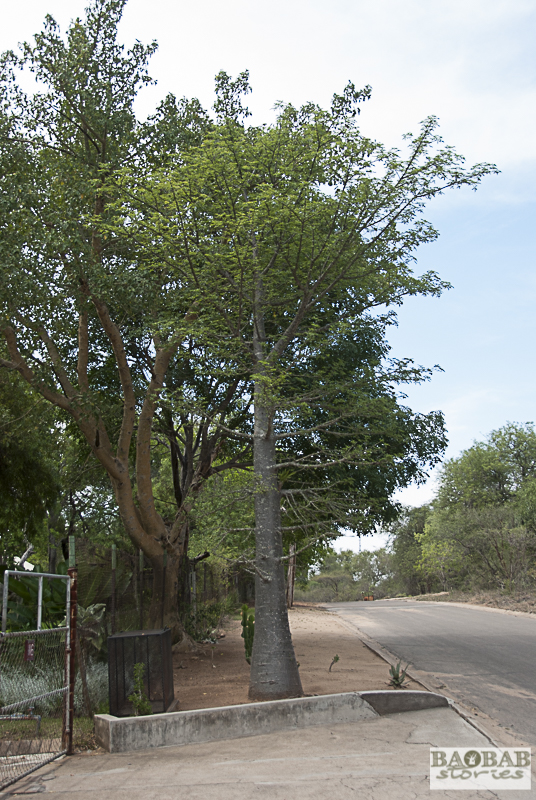 Baobab, Skukuza, Kruger NP, South Africa