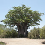 Baobab South of Satara, Kruger NP, South Africa