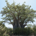 Baobab South of Satara, Kruger NP, South Africa