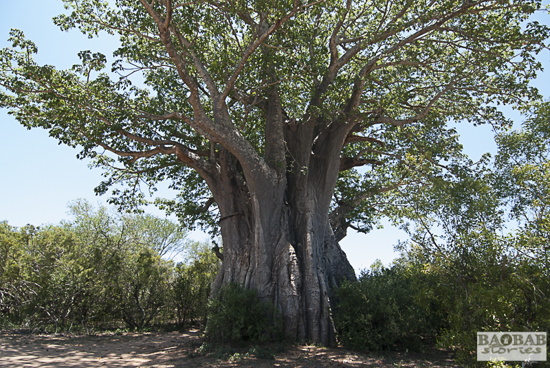 Baobab South of Satara, Kruger NP, South Africa