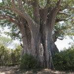 Baobab South of Satara, Kruger NP, South Africa
