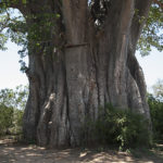 Baobab South of Satara, Kruger NP, South Africa