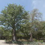 Baobab, Skukuza, Kruger NP, South Africa