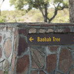 Baobab South of Satara, Kruger NP, South Africa