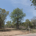 Baobab, Skukuza, Kruger NP, South Africa