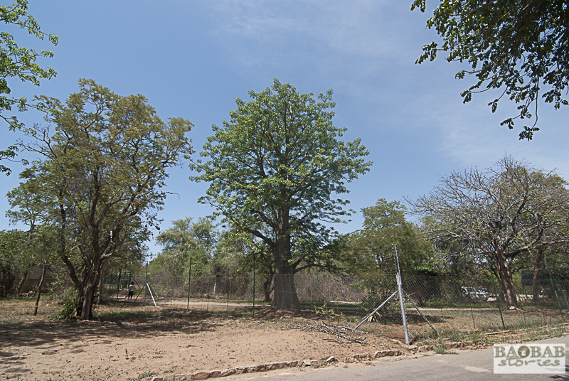 Baobab, Skukuza, Kruger NP, South Africa