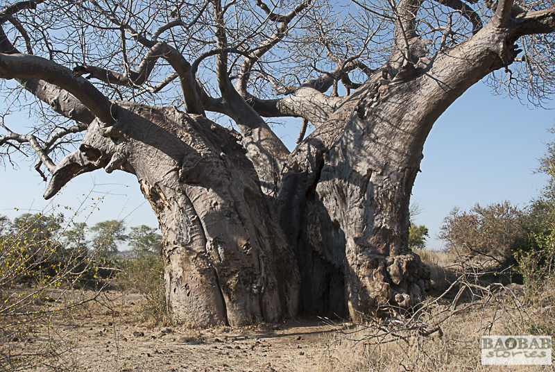 Old Baobab, Makuleke Concession, South Africa
