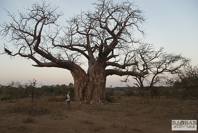 Baobab, Makuleke, Südafrika