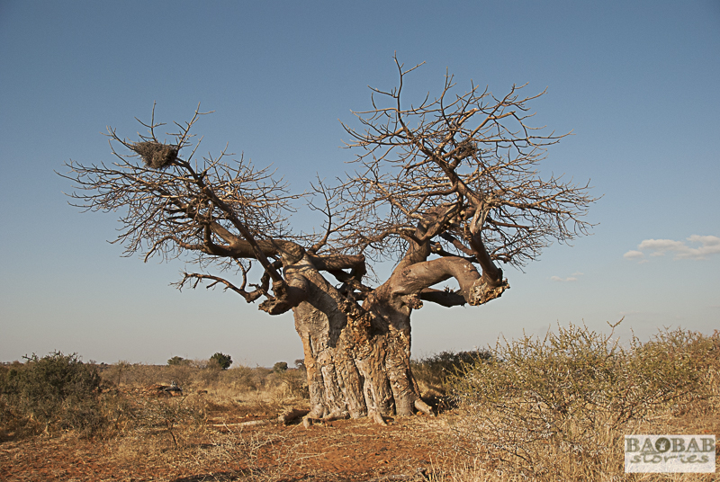 Baobab, Mashatu, Botswana