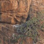 Verreaux Eagle at nest, Mashatu, Botswana