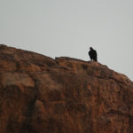 Verreaux Eagle, Mashatu, Botswana