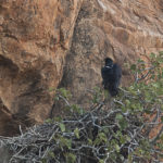 Verreaux Eagle at nest, Mashatu, Botswana