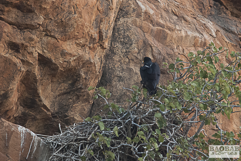 Verreaux Eagle at nest, Mashatu, Botswana