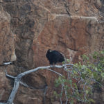Verreaux Eagle, Mashatu, Botswana