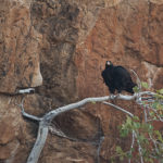 Verreaux Eagle, Mashatu, Botswana