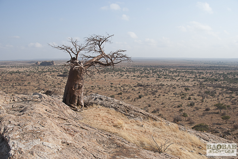 Rhodes Baobab, Mmamagwa, Mashatu, Botswana