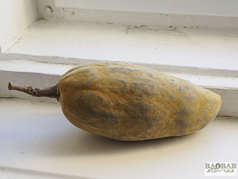 Baobab Deko: longish oval baobab fruit, southern African region