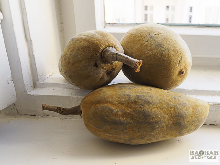 Baobab seeds how they germinate easily Baobab