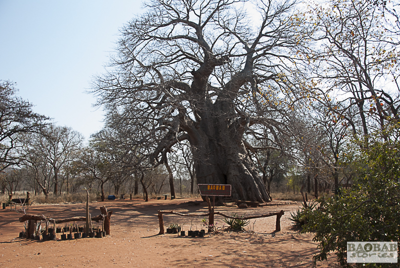 Leydsdorp Baobab, Südafrika