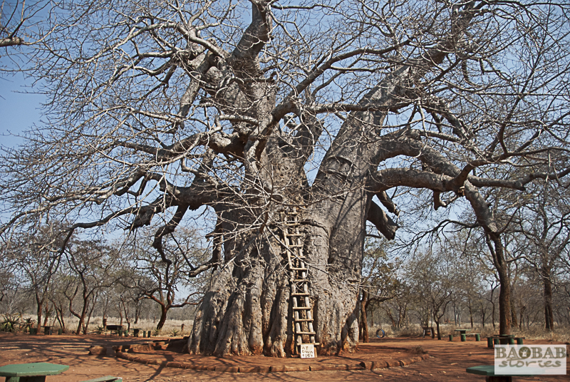 Leydsdorp Baobab, Südafrika - Baobab
