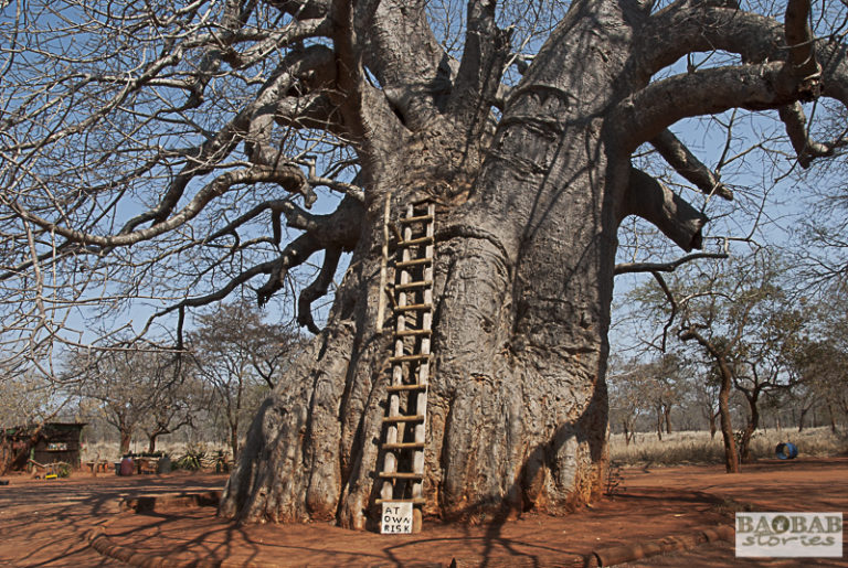 Picking Baobab flowers dangerous? Baobab