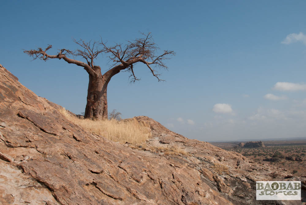 Rhodes Baobab, Mmamagwa, Mashatu, Tuli Block, Botswana