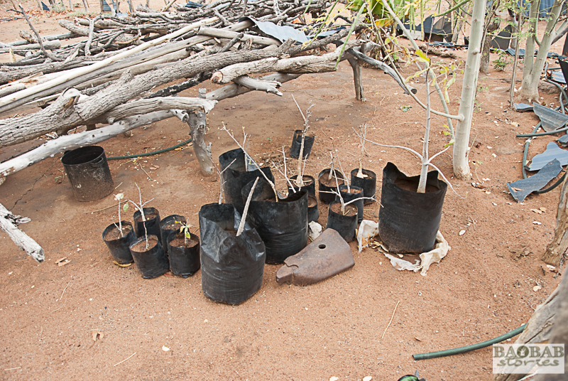 Baobab Saplings waiting to be planted