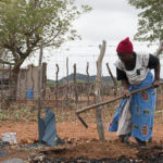 Martha Kwerana planting a baobab, Zwigodini, South Africa