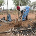 Martha Kwerana planting a baobab, Zwigodini, South Africa