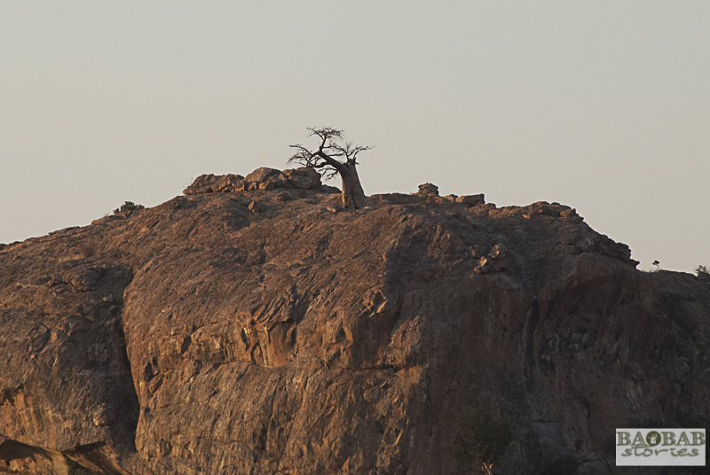 Rhodes Baobab, Mmamagwa, Mashatu, Botsuana