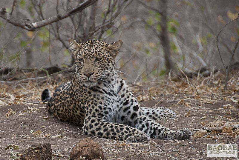 Leopard, Mashatu Central, Botsuana