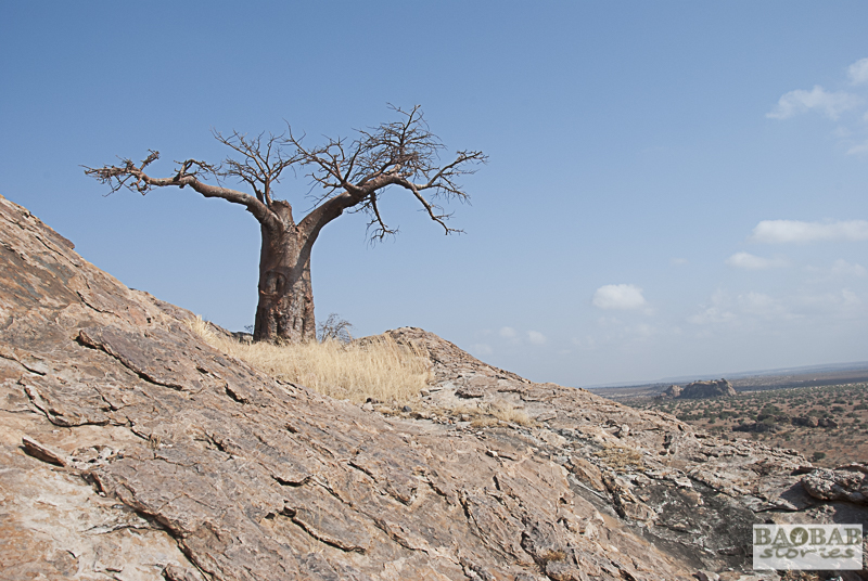 Rhodes Baobab, Mmamagwa, Mashatu, Botsuana