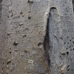 Baobab, Tsodilo Hills, Botswana, World Heritage Site, Heike Pander