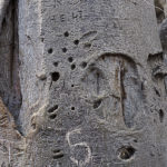 Baobab, Tsodilo Hills, Botswana, World Heritage Site, Heike Pander