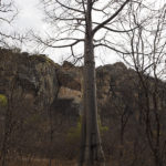 Baobab, Tsodilo Hills, Botswana, World Heritage Site, Heike Pander
