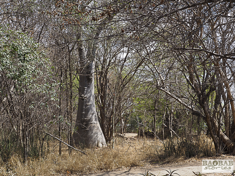 Victoria Falls Baobab, Simbabwe, KAZA TFCA, Heike Pander