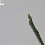 Tip with sprouting baobab leaf, Heike Pander