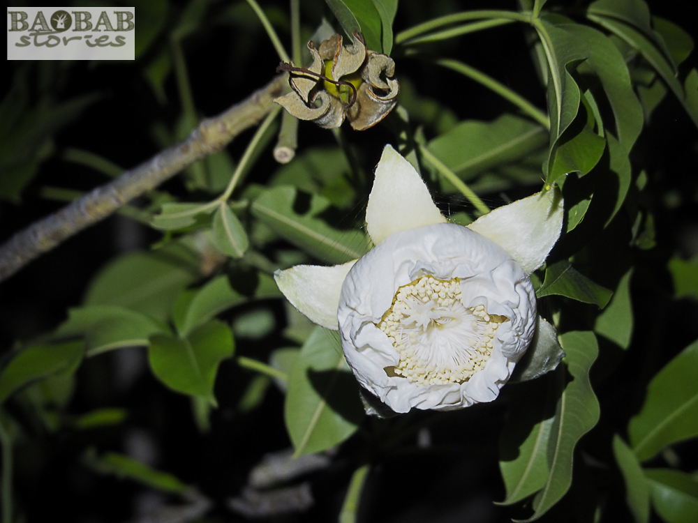 Newly opened baobab flower, Heike Pander