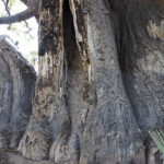Baobab with heavy scars, Moremi Game Reserve, Botswana