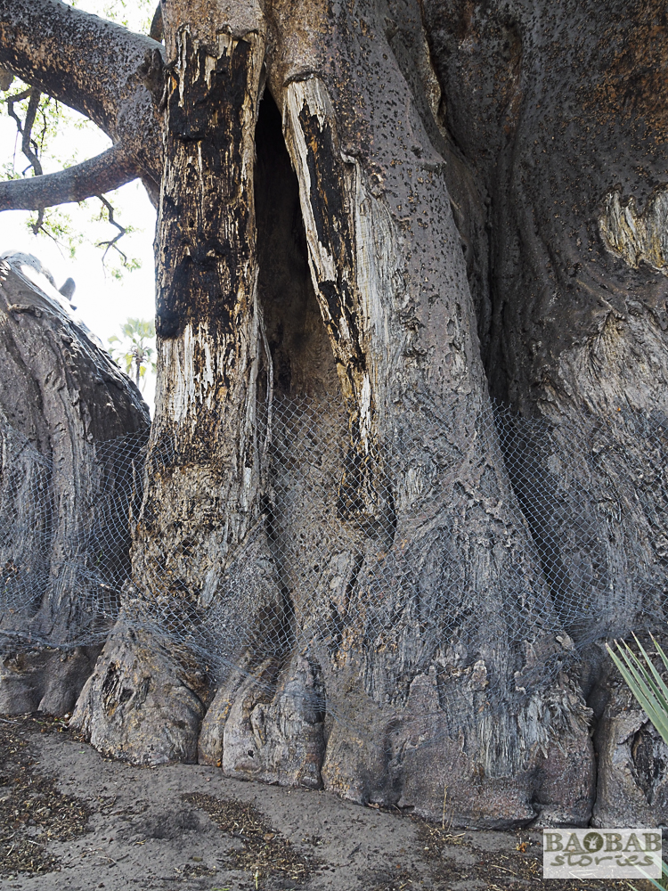 Baobab with heavy scars, Moremi Game Reserve, Botswana