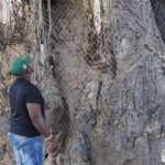 Mesh wire over scarred Baobab, Moremi Game Reserve, Botswana
