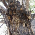 Heavy scars under mesh wire, Moremi Game Reserve, Botswana