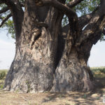 Baobab protected by mesh wire, Moremi Game Reserve, Botswana