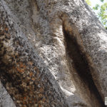 Wild bees on ancient baobab, Moremi Game Reserve; Botswana