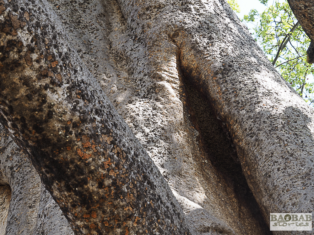 Wild bees on ancient baobab, Moremi Game Reserve; Botswana