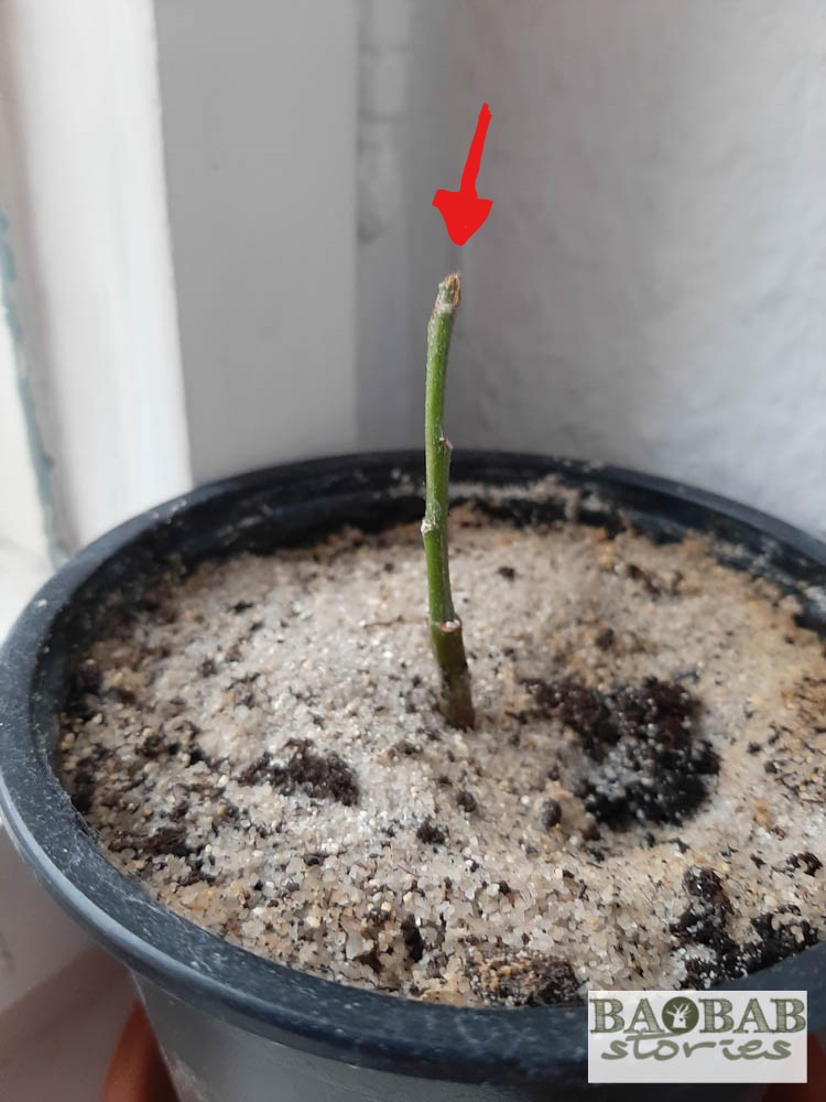 Little baobab with tiny "hair" where new leaves will sprout in spring