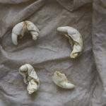 Baobab seeds after peeling & after 2 days in container, ready to be planted